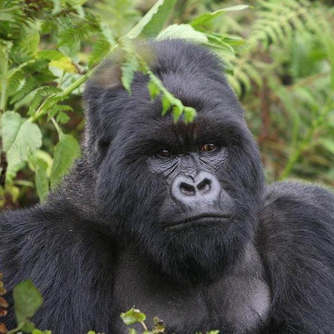 Gorilla Trekking in Uganda’s Bwindi Forest