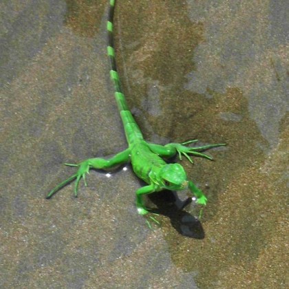 Travel tips on hiking in Corcovado National Park in Costa Rica