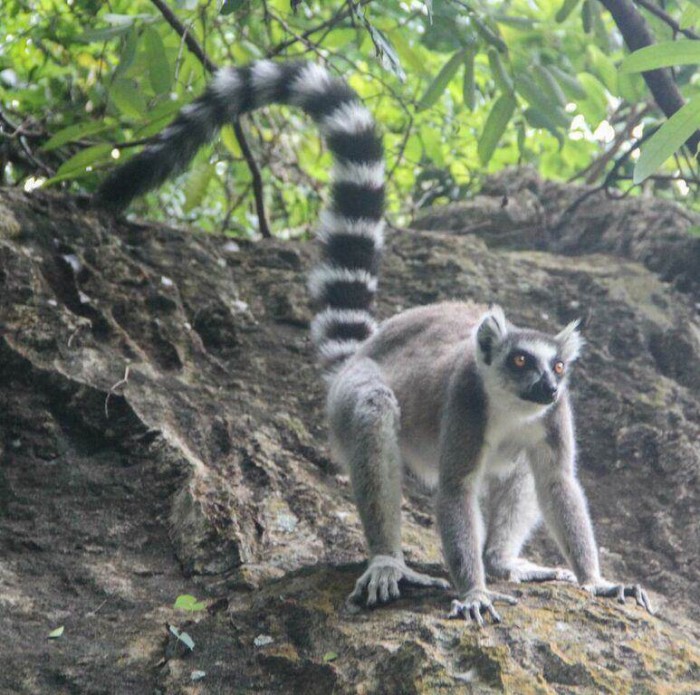 In search of Madagascar’s lemurs and exploring the beauty of Isalo National Park