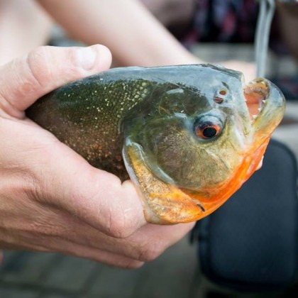 Fishing for Piranhas in the Amazon