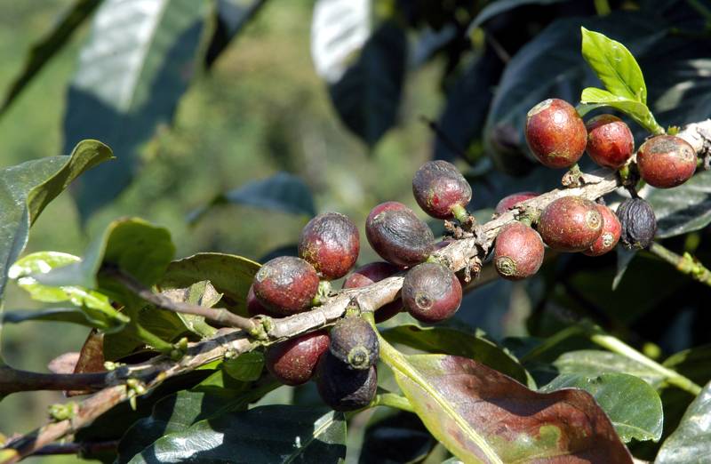Coffee beans, Guatemala