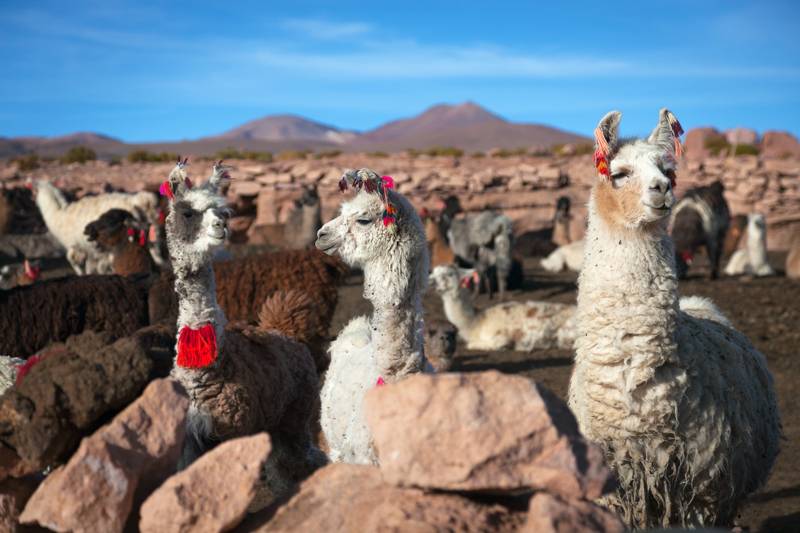 Lama on the Altiplano, Bolivia