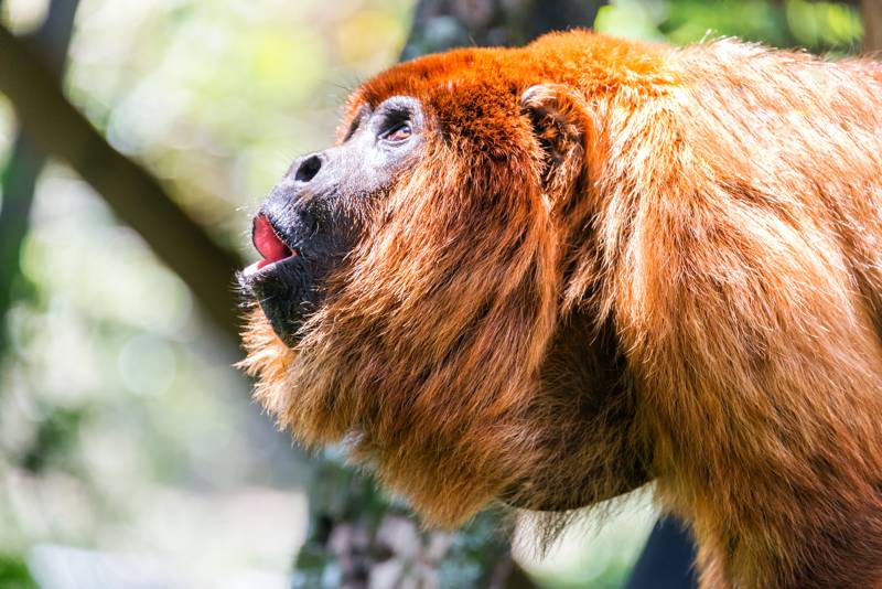 Red howler monkey pack in the jungle near Coroico, Bolivia