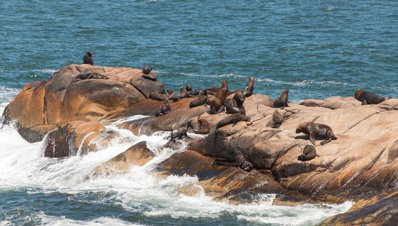 Sea lions in Cabo Polonio, Uruguay