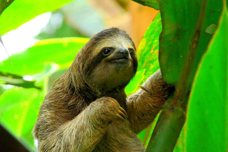 Sloth in Puerto Viejo, Costa Rica