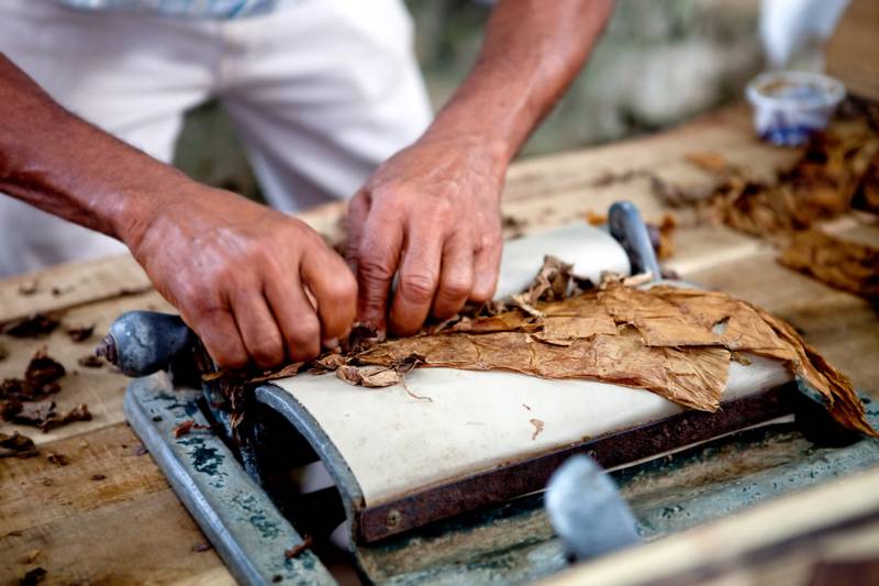 Man processing the tobacco leaves and making cigars, Cuba