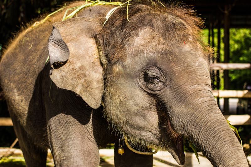 Baby elephant in Thailand