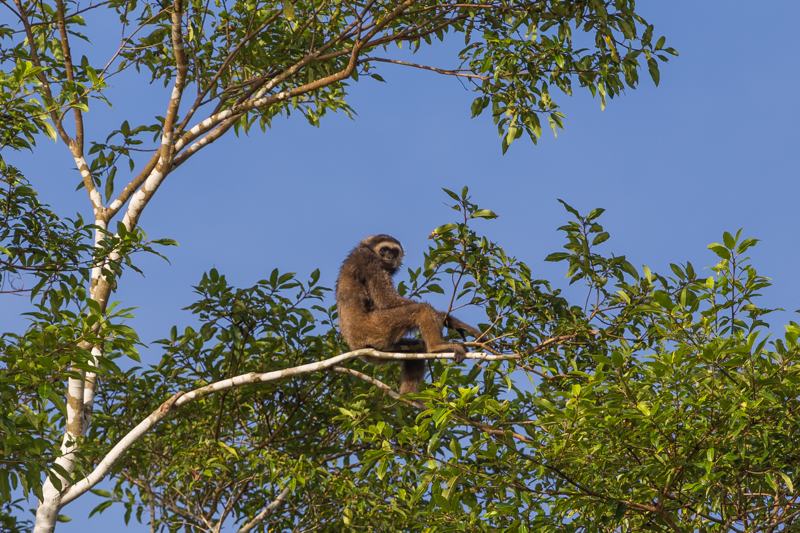 Bornean gibbon on the tree