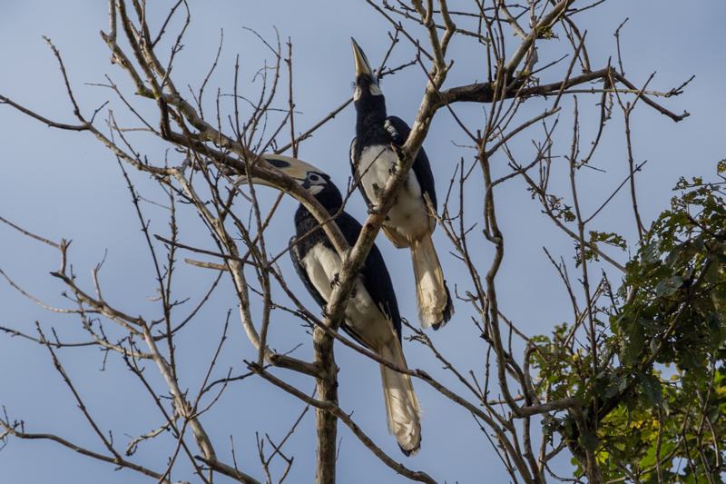 Oriental pied hornbills in Bornean rainforest