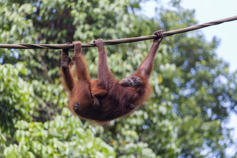 Orangutan mama with a baby in Sepilok rehabilitation center in Borneo