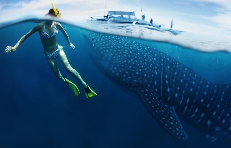 Swimming with whale sharks in Oslob, Philippines