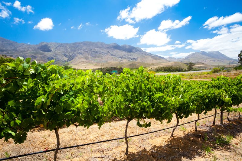 Stellenbosch vineyards