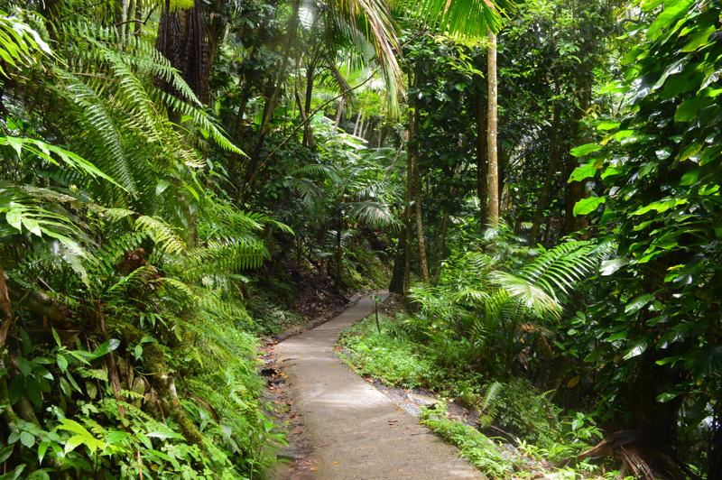 El Yunque National Rainforest
