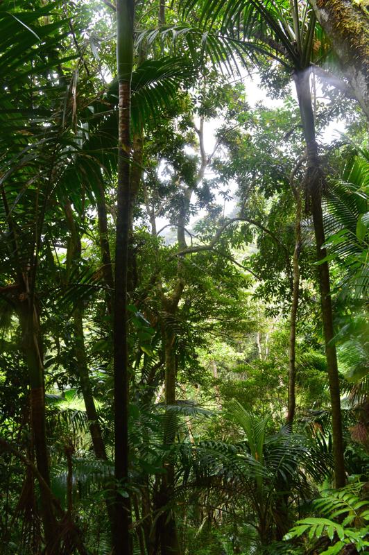 El Yunque Rainforest hiking trail