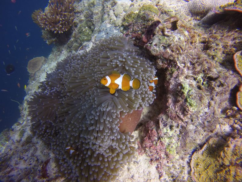 Anemone fish