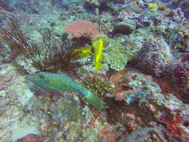 Blue and yellow wrasse