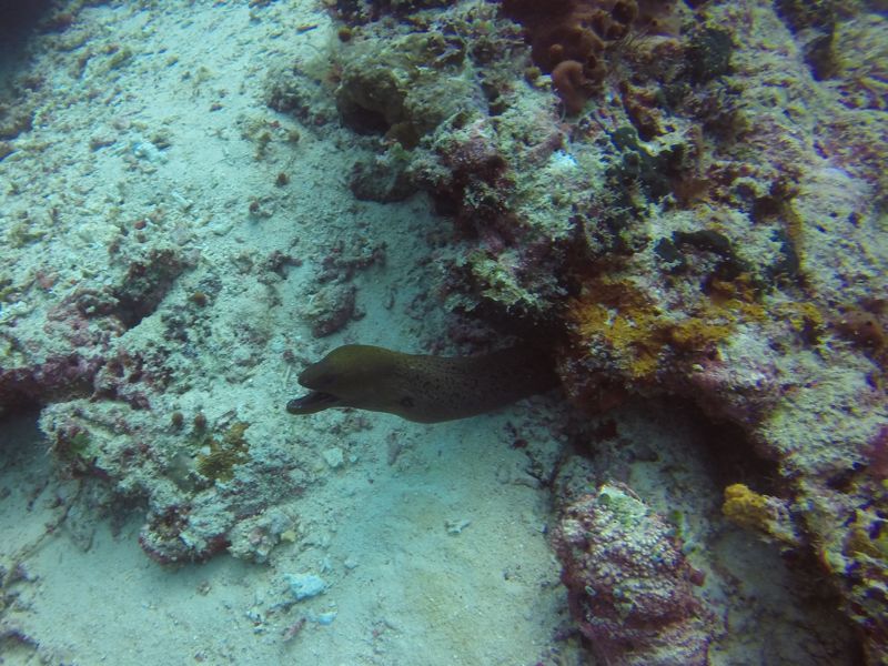 Brown moray eel