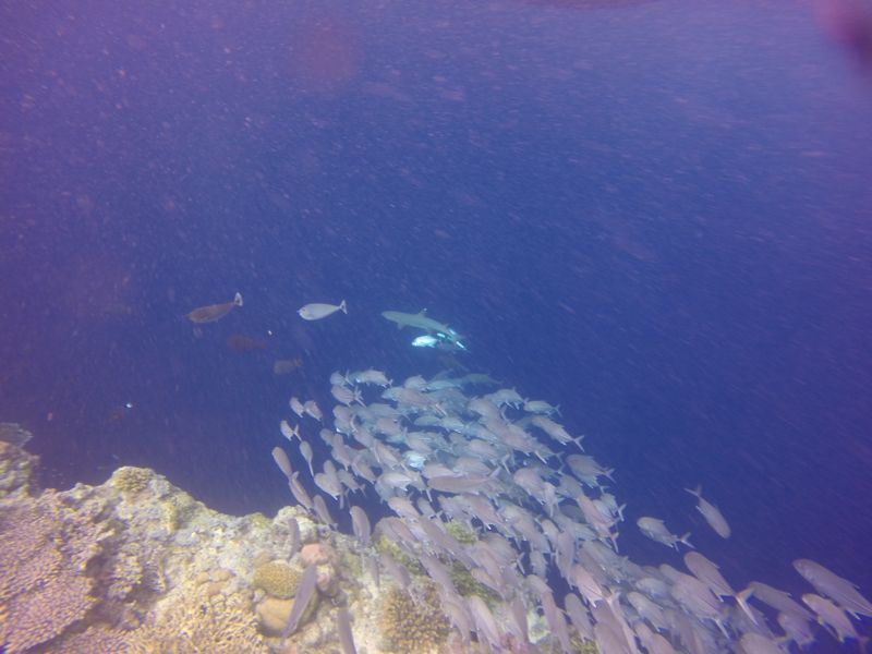 Butter fish, tuna and whitetip reef shark