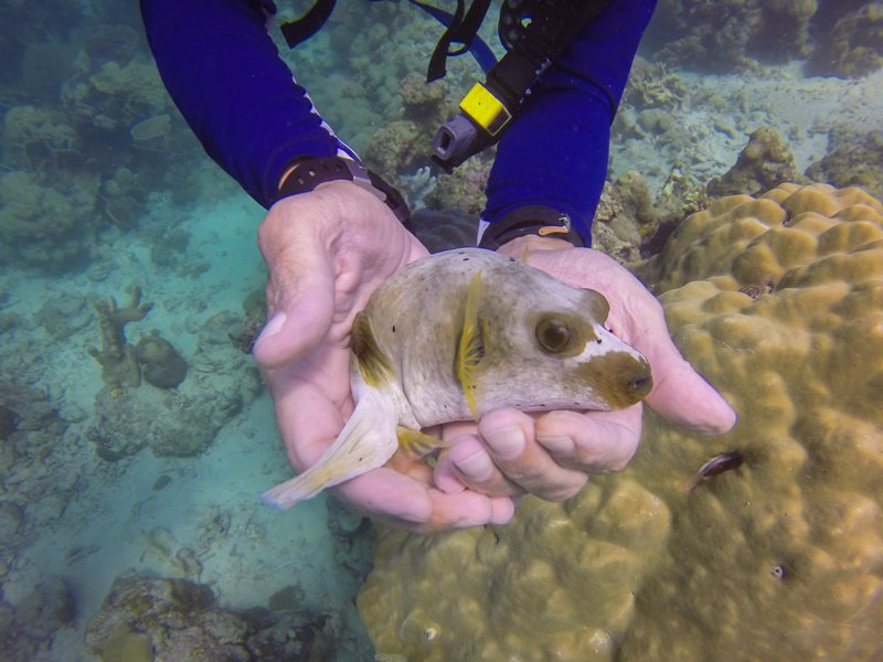 Puffer fish