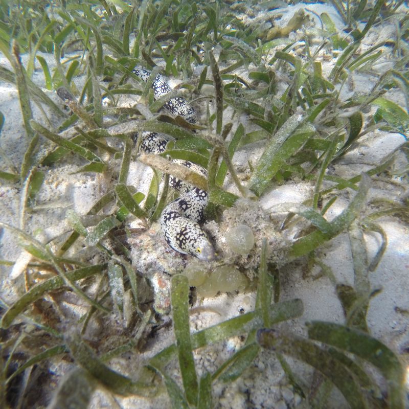 Snowflake moray eel