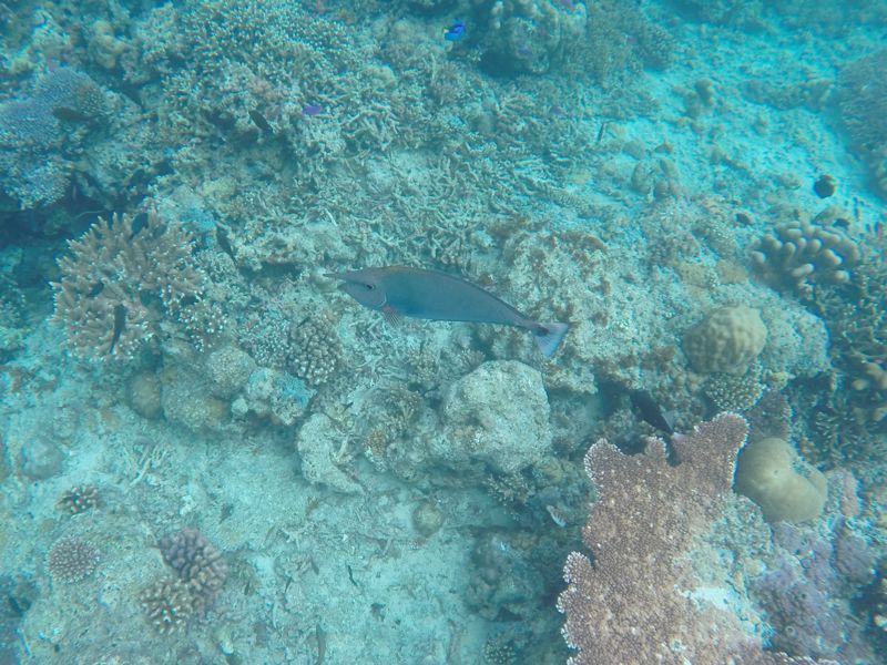 Unicorn fish