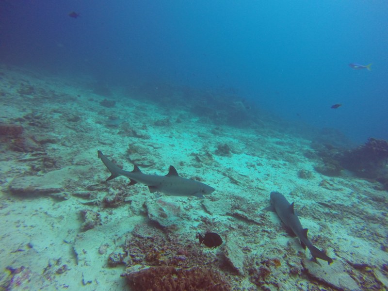 Whitetip reef sharks