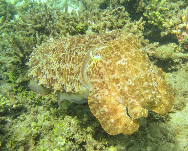 Large cuttlefish