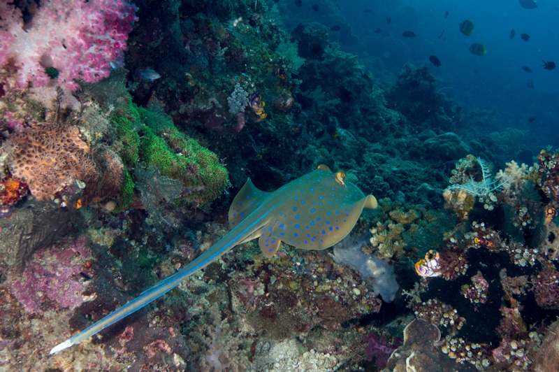 Bluespotted stingray