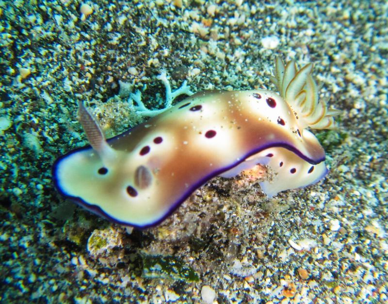 Nudibranch