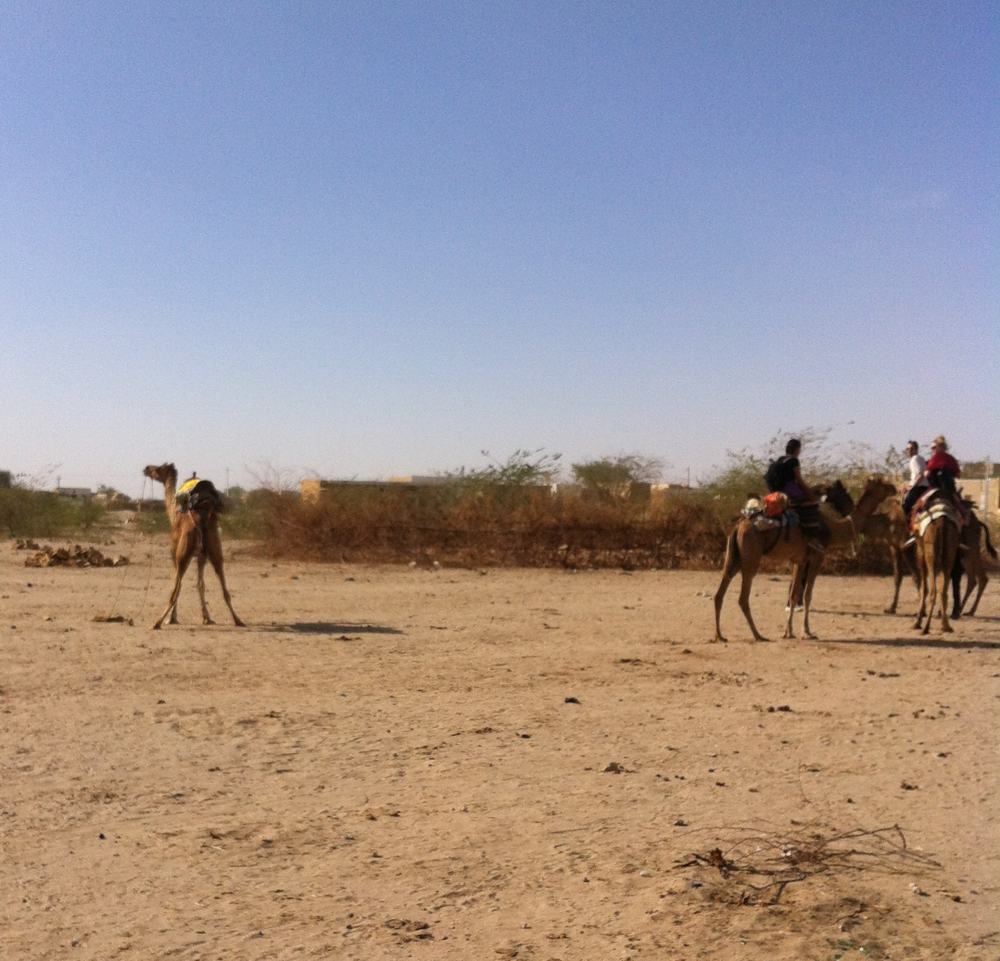 Camel safari camp spot