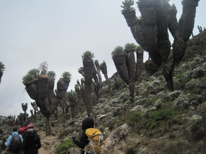 Kilimanjaro descent landscape