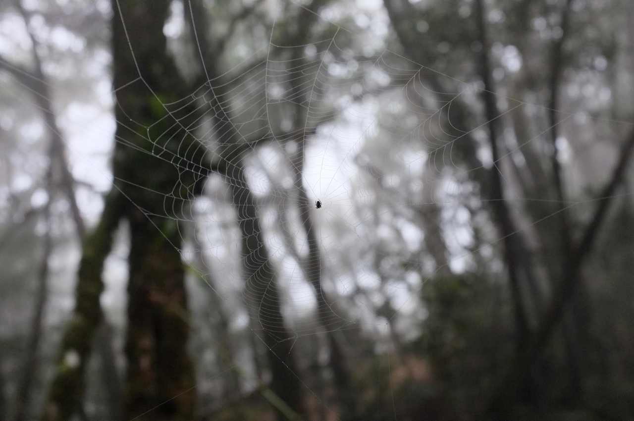 Spider web in the Kinabalu forest