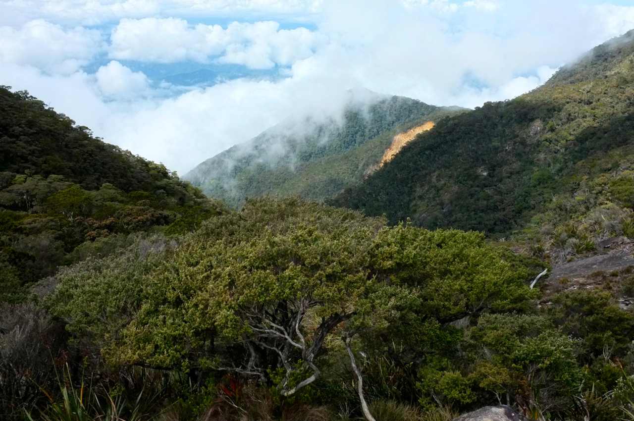 Kinabalu national park rainforest landscape