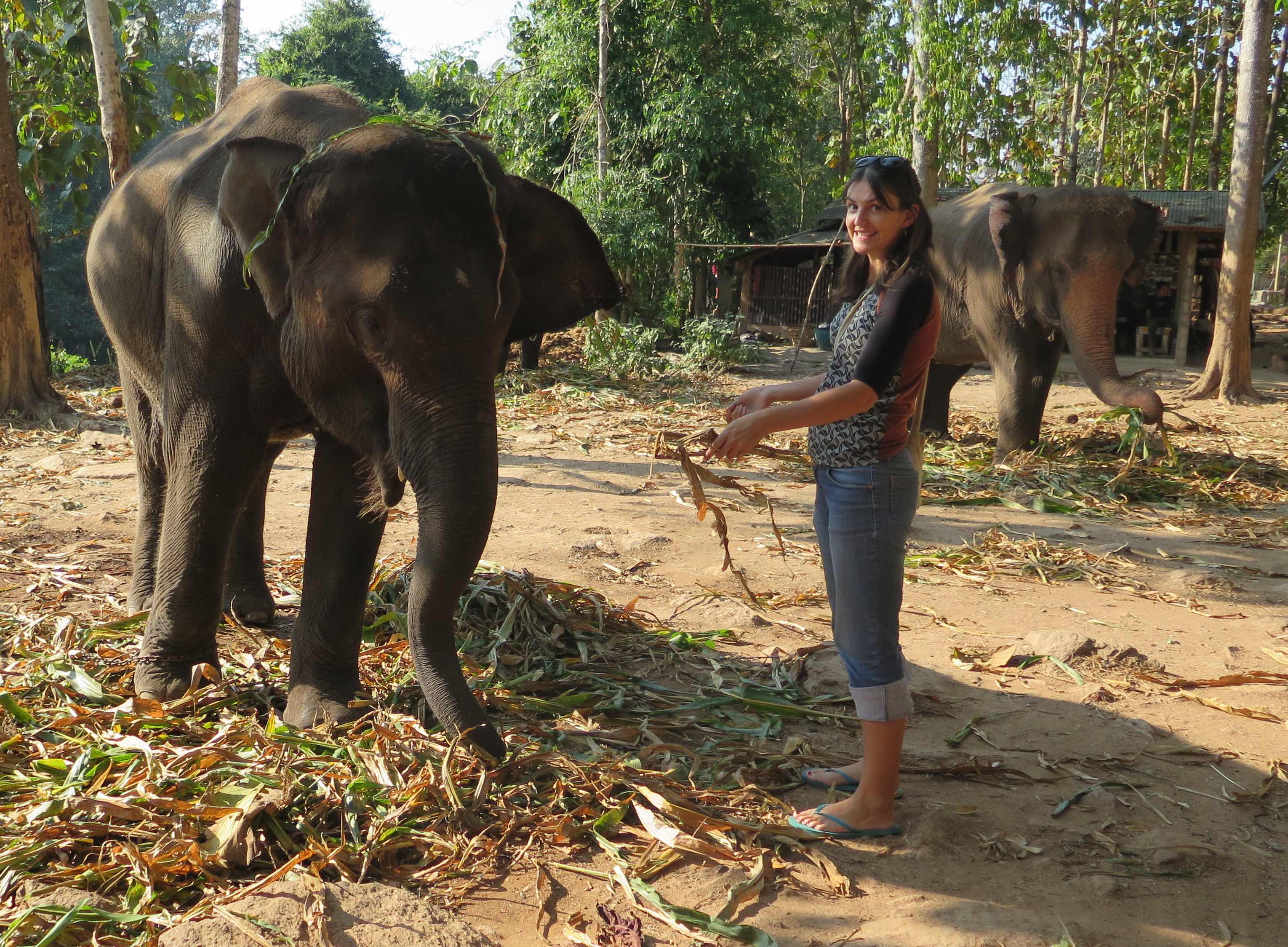Elephant adventure in Thailand