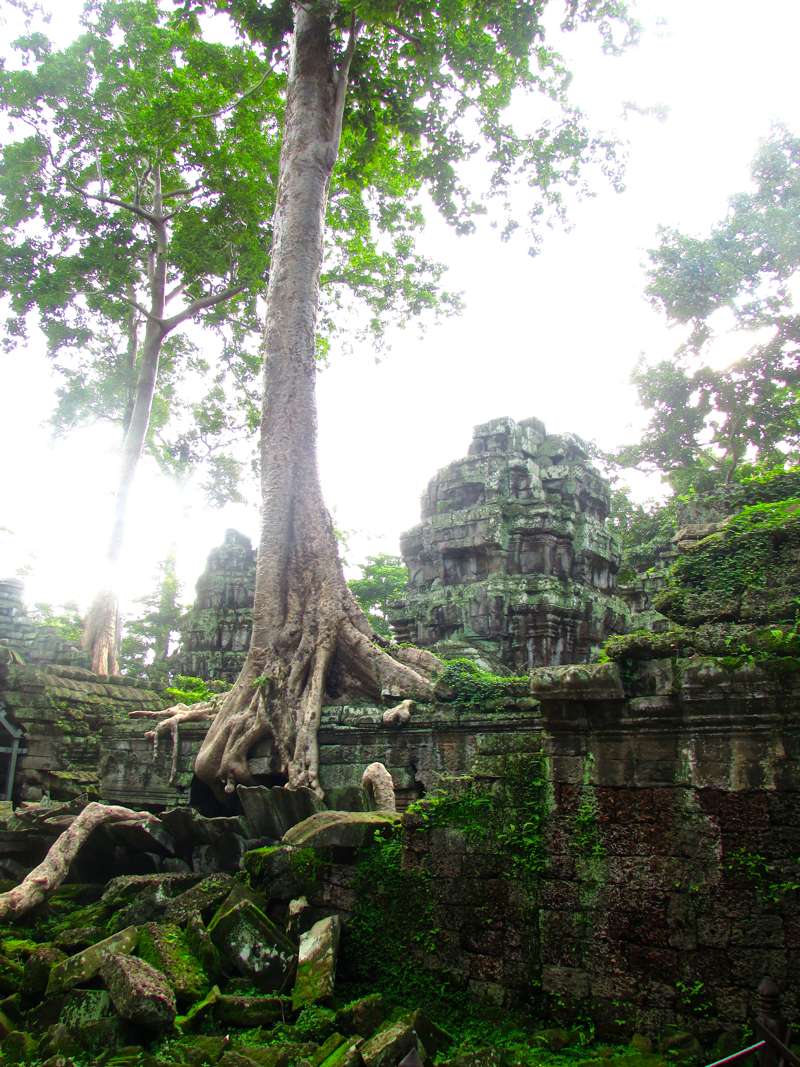 The King of Trees at Ta Prohm