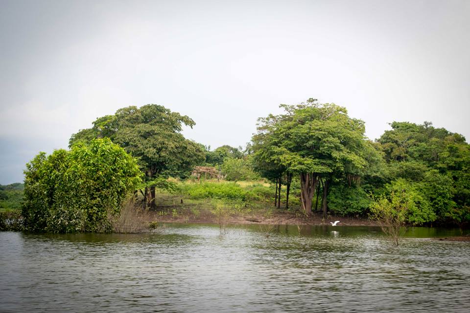 Amazon river landscape