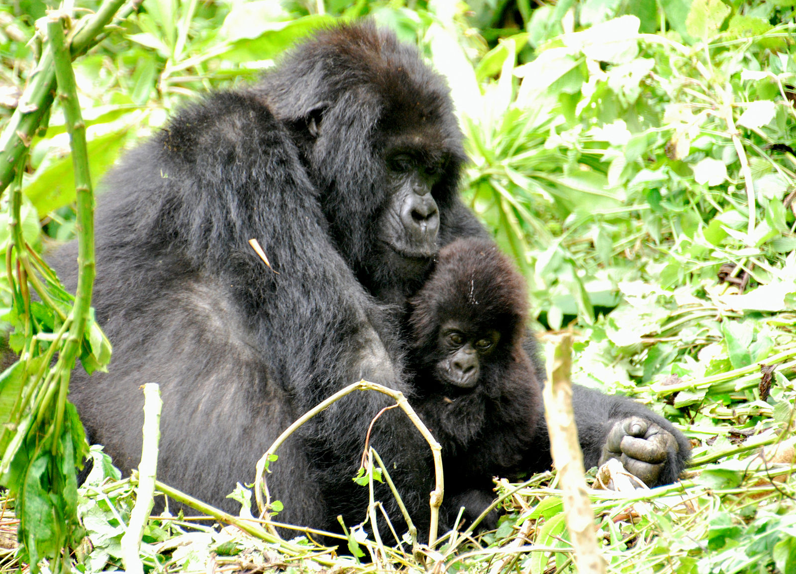 Mother and baby gorillas in Bwindi forest