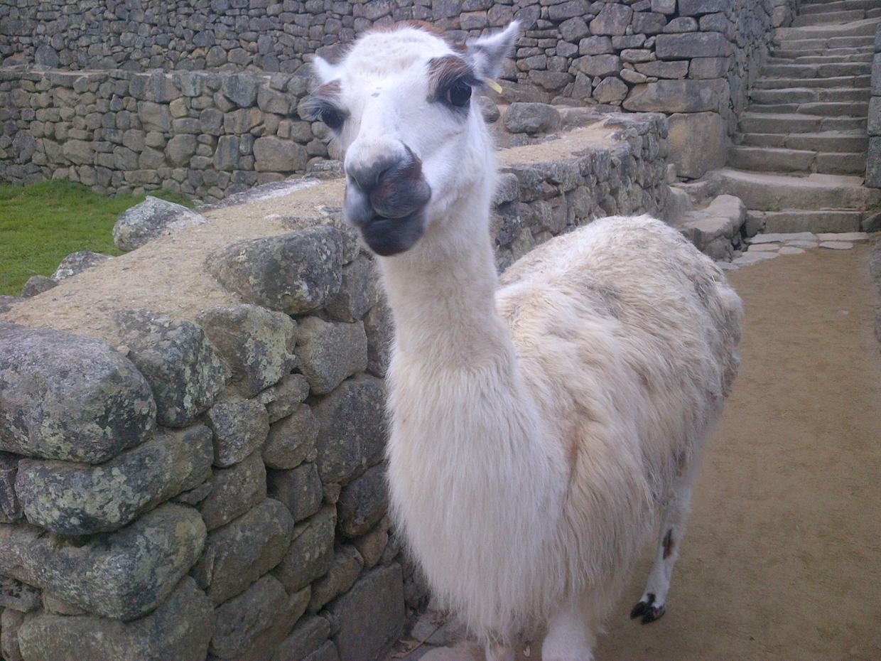 Meeting alpaca in Macchu Picchu