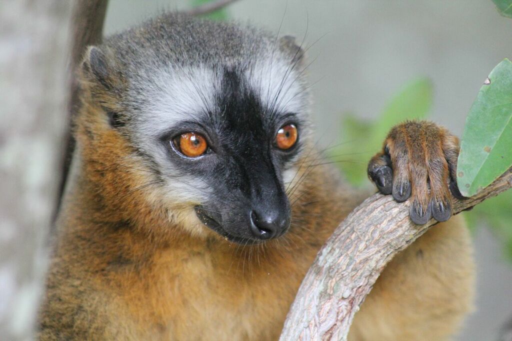 Red-fronted lemur in Isalo national park