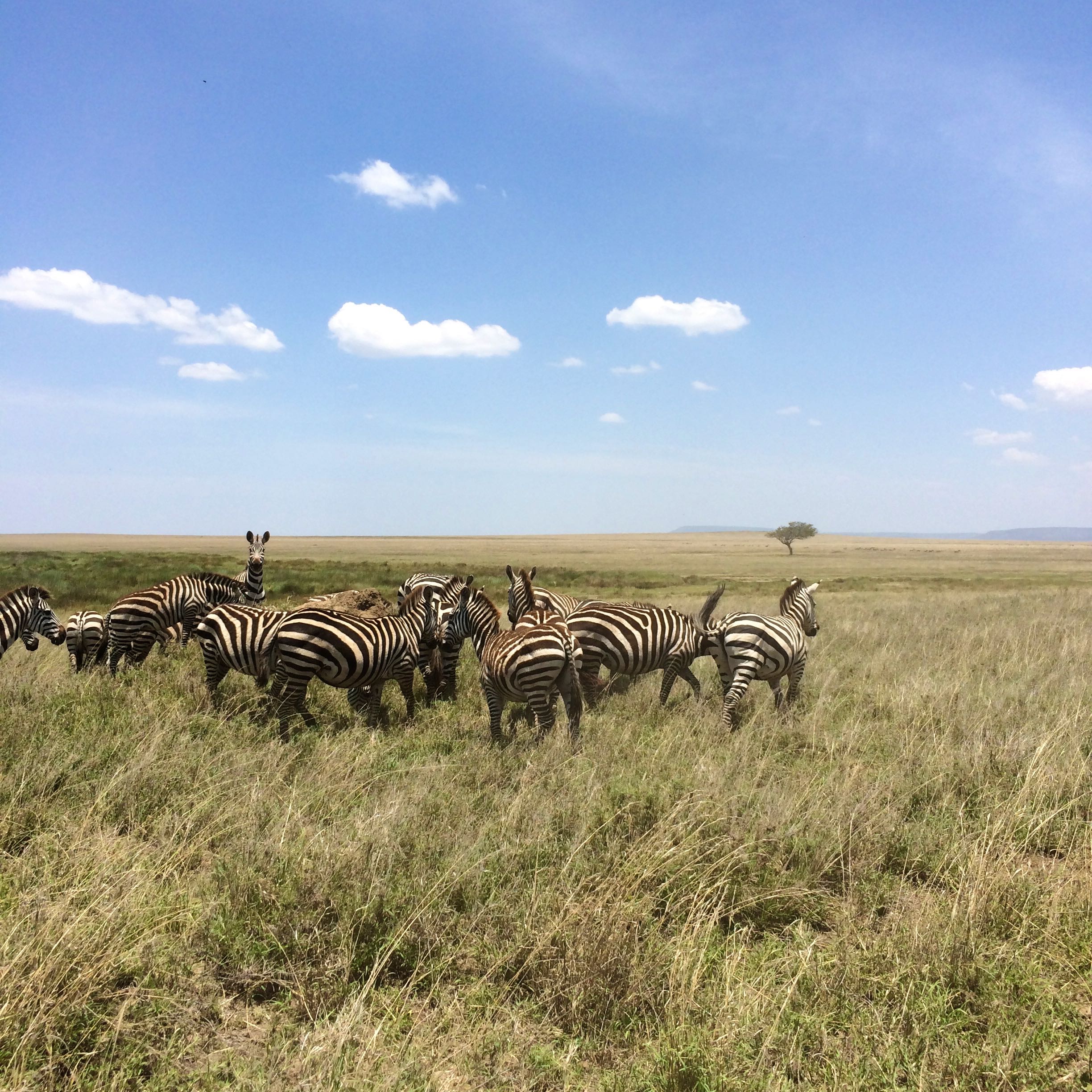 zebras in Serengeti National Park