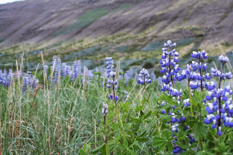 Lupin flowers in Myvatn