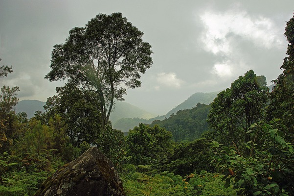 Rwenzori rainforest view