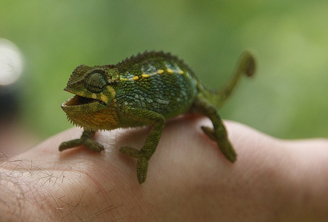 Chameleon in Rwenzori forest
