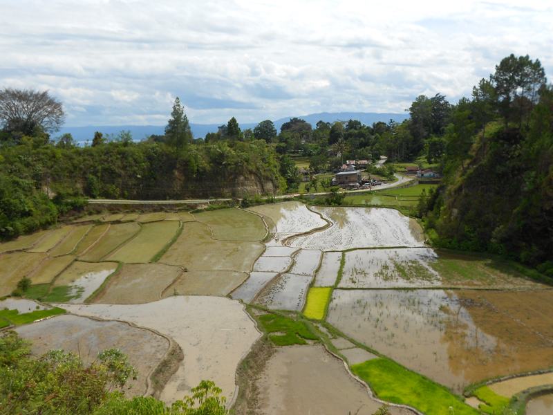 Rice terrace at the neighborhood of Lake Toba
