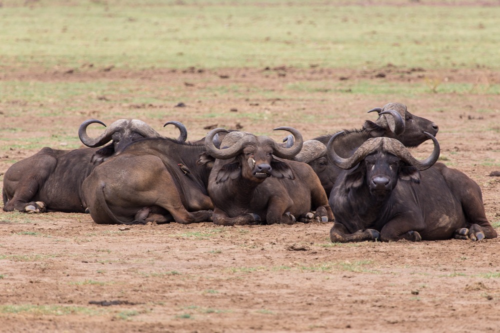African buffalos having some rest at Lake Manyara