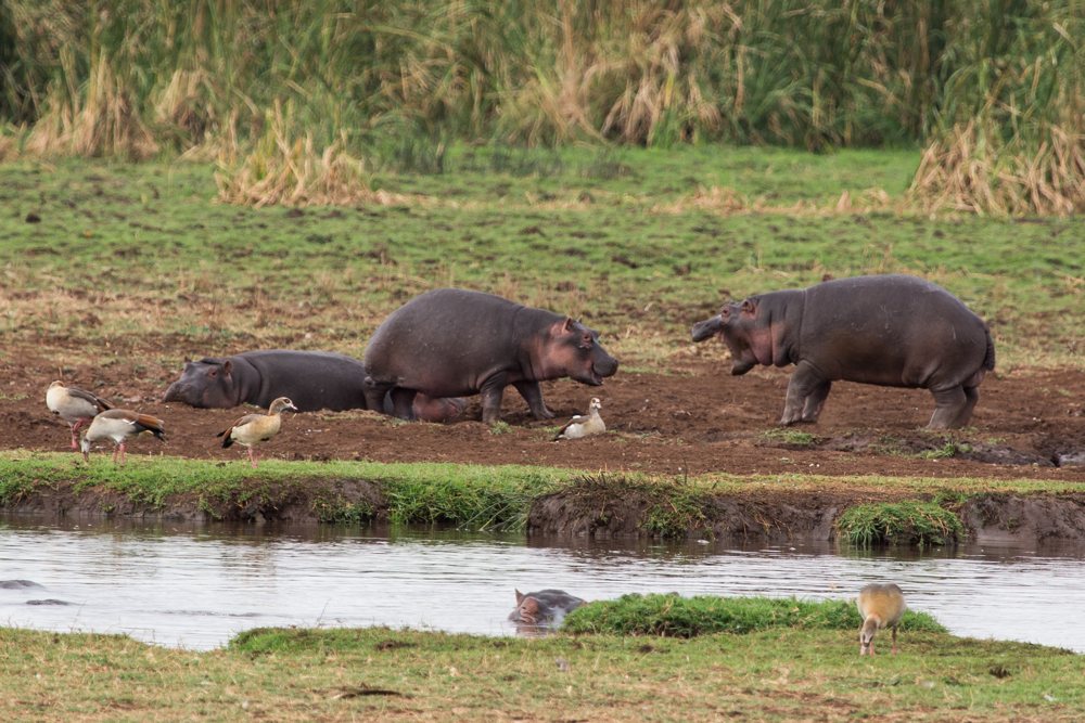 Playing hippos at Lake Manyara