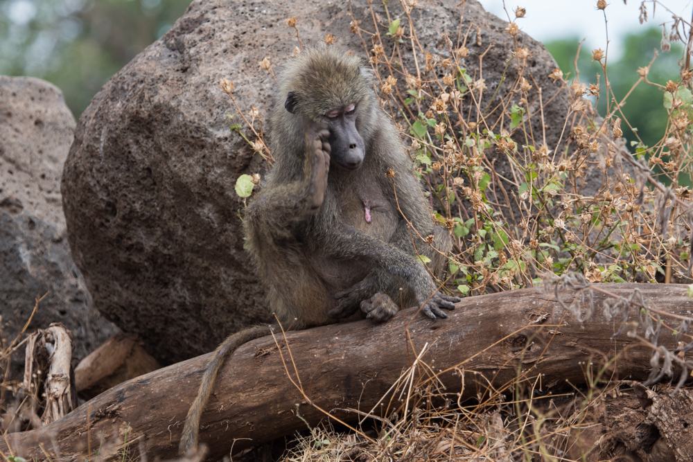 Baboon mommy watching their kids