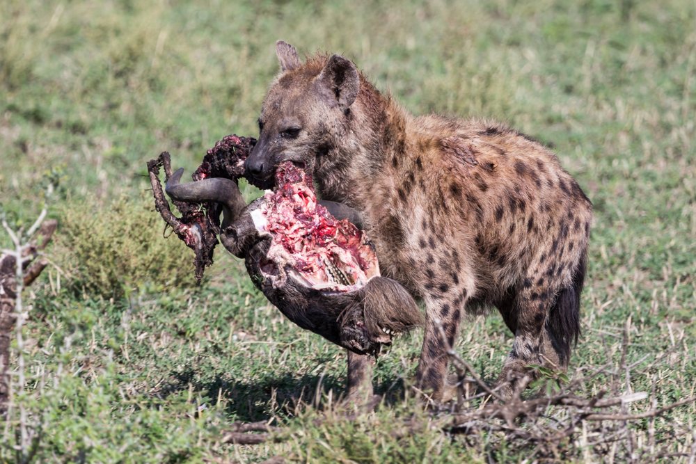 Spotted hyena with a head of wildebeest